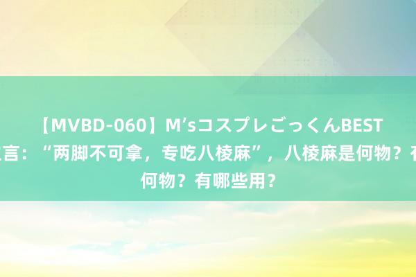 【MVBD-060】M’sコスプレごっくんBEST 老东谈主言：“两脚不可拿，专吃八棱麻”，八棱麻是何物？有哪些用？